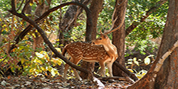 Pench National Park