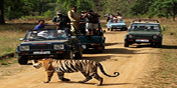 Ranthambore Jungle Safari